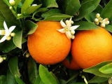 Những chất dinh dưỡng có trong cam và lợi ích của nó đối với sức khỏe.