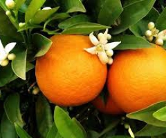 Những chất dinh dưỡng có trong cam và lợi ích của nó đối với sức khỏe.